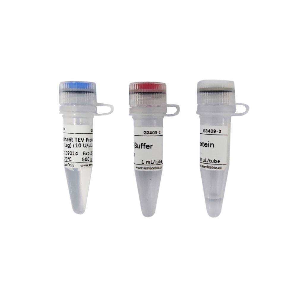 재조합 TEV 프로테아제(His-태그), G3409-5000U, Recombinant TEV Protease (His-tag ...