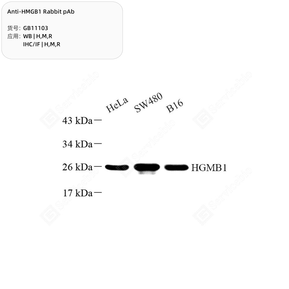 HMGB1 토끼 유래 다클론 항체, HMGB1 토끼 pAb 항체, GB11103, Anti-HMGB1 Rabbit pAb(WB IHC/IF)