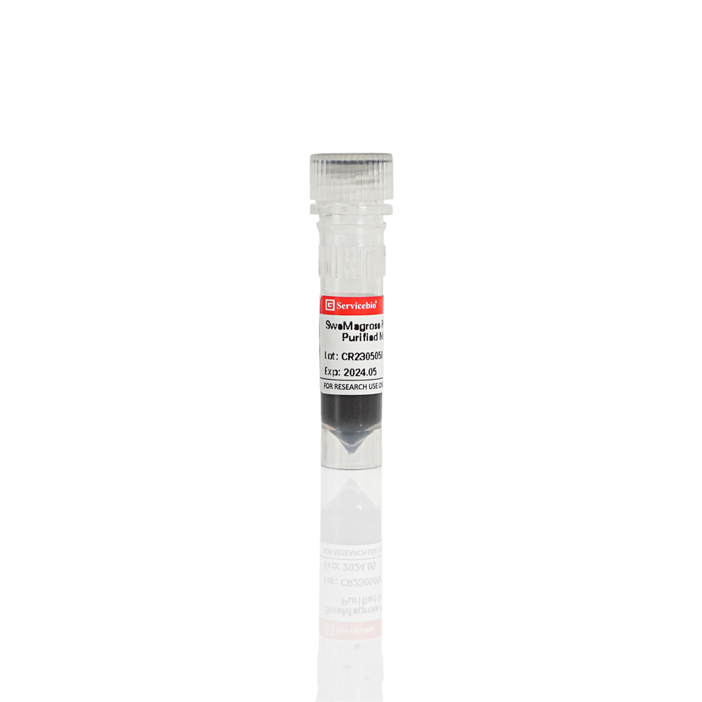 단백질 A 항체 정제된 마그네틱 비드, G3656-1ML, SweMagrose Protein A Antibody Purification Magnetic Beads