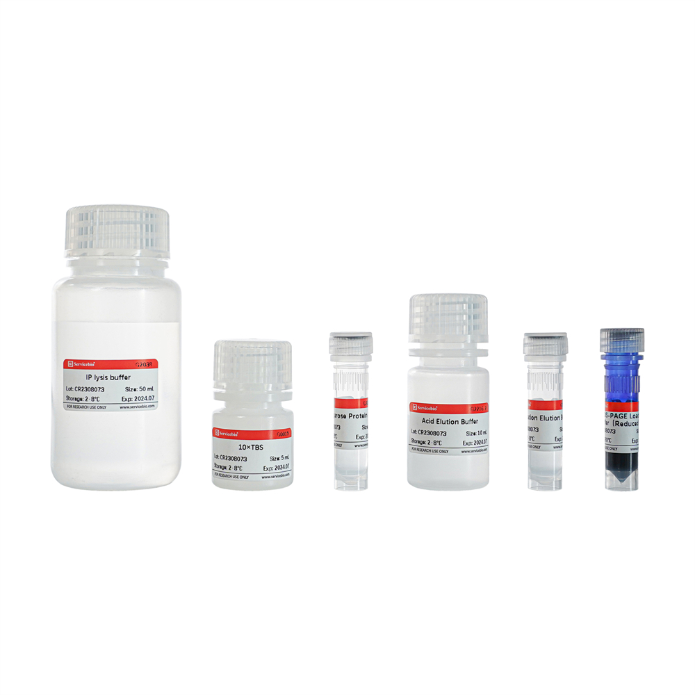 면역침전 키트(단백질 G 아가로스), G2216-50T, Immunoprecipitation Kit (Protein G ...